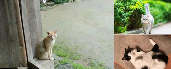 为什么宠物猫比土猫更亲人？原因挺无奈的