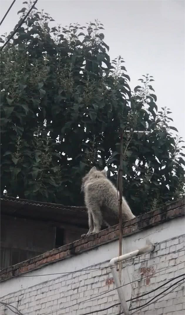 去乡下看望奶奶，却发现墙头有只灰狗，确认身份后气不打一处来