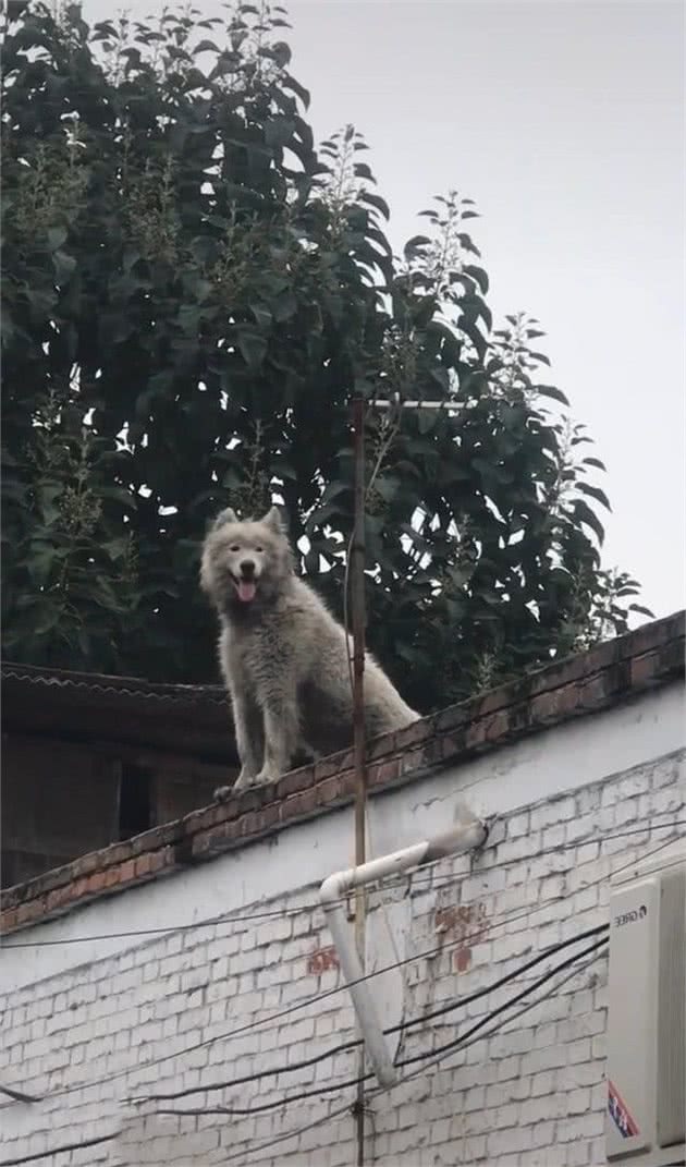 去乡下看望奶奶，却发现墙头有只灰狗，确认身份后气不打一处来