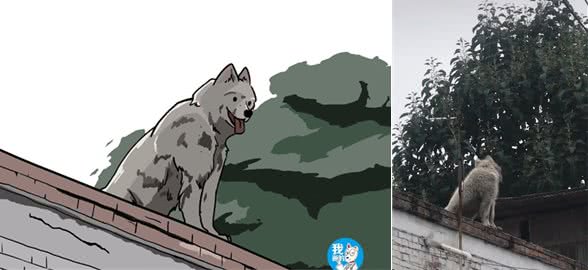 去乡下看望奶奶，却发现墙头有只灰狗，确认身份后气不打一处来