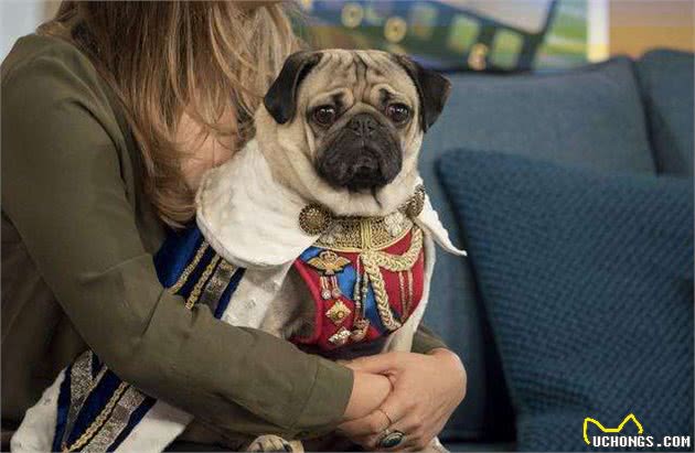 想要训好巴哥犬并不难，关键要把握好这几点