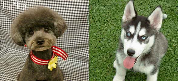 6种再聪明也当不了“警犬”的狗，二哈：容易倒戈