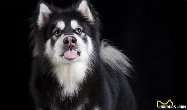 阿拉斯加雪橇犬的优缺点及饲养方法并不是每个人都适合养前得想好