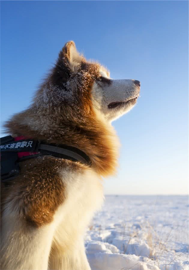 阿拉斯加雪橇犬的优缺点及饲养方法并不是每个人都适合养前得想好