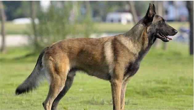 “工作犬之王”马犬，为什么被大家“弃养”？网友：我怕了！