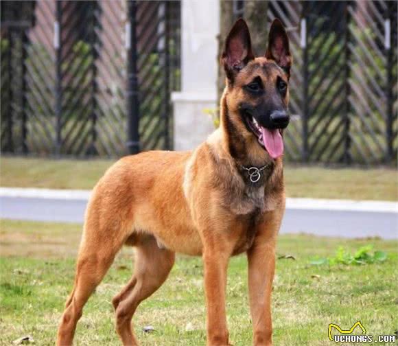 “工作犬之王”马犬，为什么被大家“弃养”？网友：我怕了！