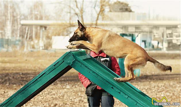 “工作犬之王”马犬，为什么被大家“弃养”？网友：我怕了！