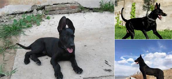 中国十大犬种之黑狼犬