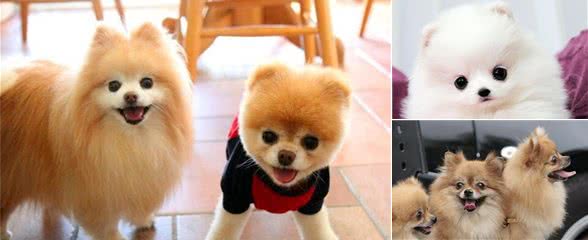 饲养博美犬的有什么好处？这5大好处，让你从此爱上它
