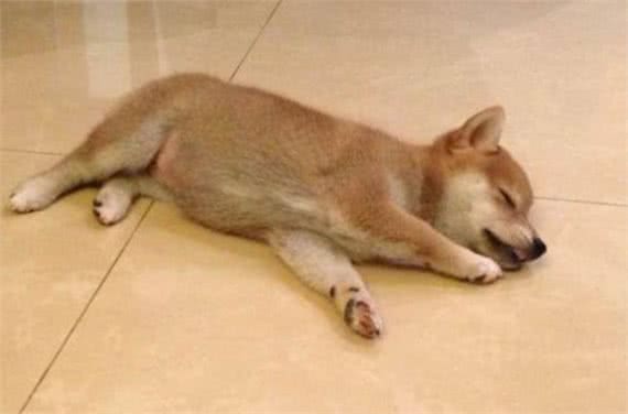 狗狗睡姿大赏｜8种狗狗睡姿警惕性解析