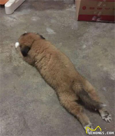 狗狗睡姿大赏｜8种狗狗睡姿警惕性解析