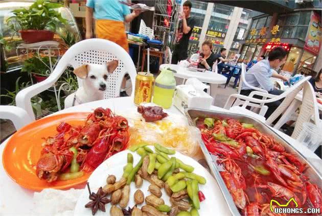 田园犬的逆袭，周游世界，高级餐厅吃饭，我第一次羡慕一只狗