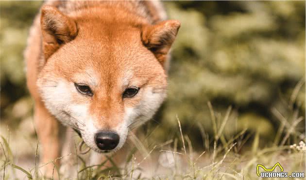 狗狗耳螨严重会耳聋？铲屎官别不当回事