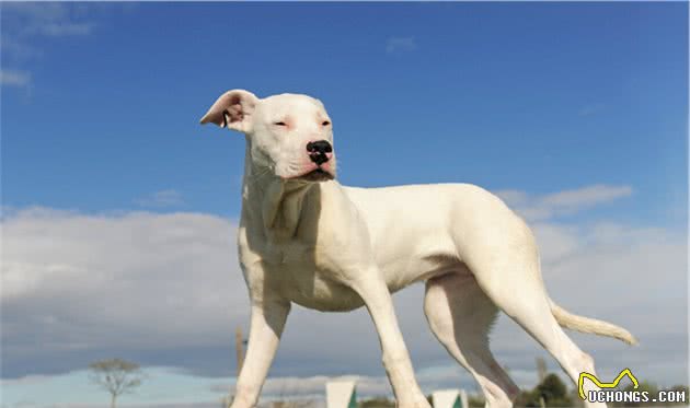 缮宠学堂：盘点自带护卫属性的猛犬，即使不受训练，能力也超常