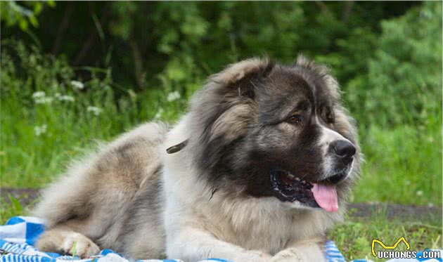 缮宠学堂：盘点自带护卫属性的猛犬，即使不受训练，能力也超常