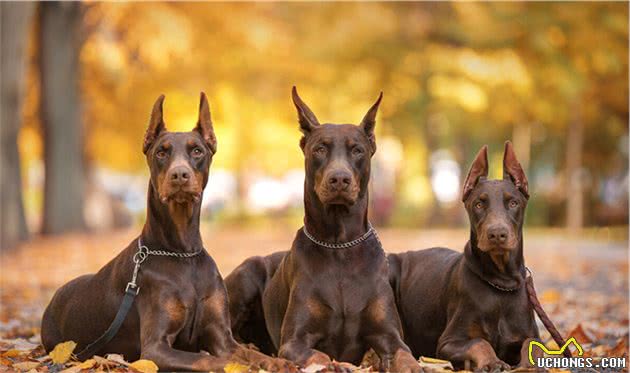 缮宠学堂：盘点自带护卫属性的猛犬，即使不受训练，能力也超常