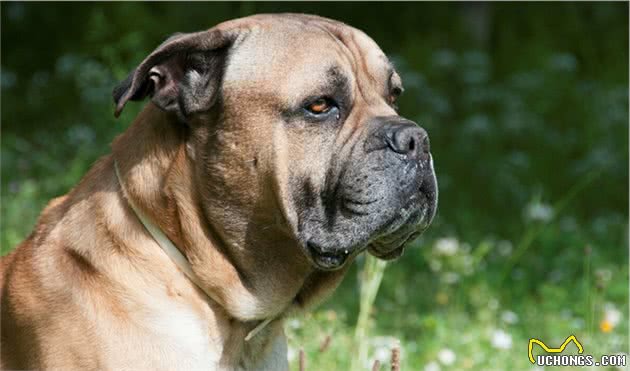 缮宠学堂：盘点自带护卫属性的猛犬，即使不受训练，能力也超常