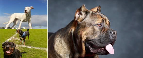 缮宠学堂：盘点自带护卫属性的猛犬，即使不受训练，能力也超常