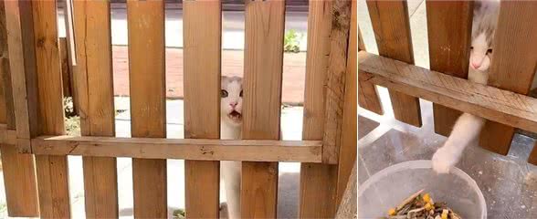 流浪布偶猫，3次主动上门求收养，还带着一肚子小猫，这啥运气？