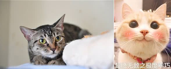 这6种猫咪，只要给它一口饭吃，就会报恩
