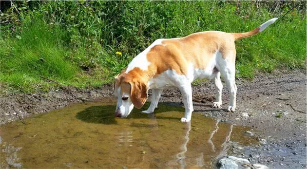 什么是犬细螺旋体病？一文读懂它的感染途径、防治方法和治疗措施