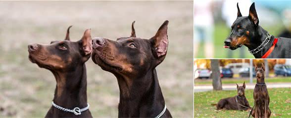 杜宾犬：一只西装暴徒，简直酷毙了