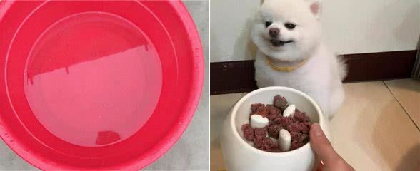 这样喂食博美犬，就是在给它的肠胃“上刑”