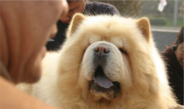 冷知识分享：松狮犬，你也太太太太太可爱了吧