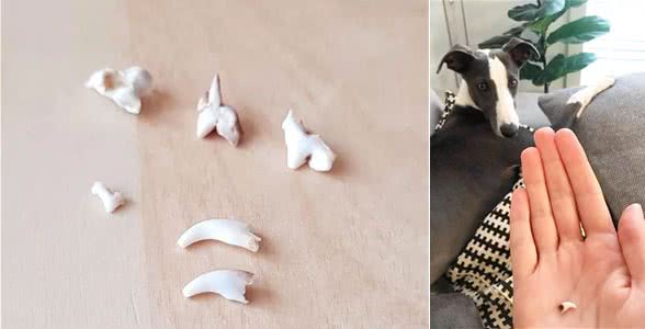 狗狗换牙期喜欢咬拖鞋、不肯吃饭？别急，这招或许管用