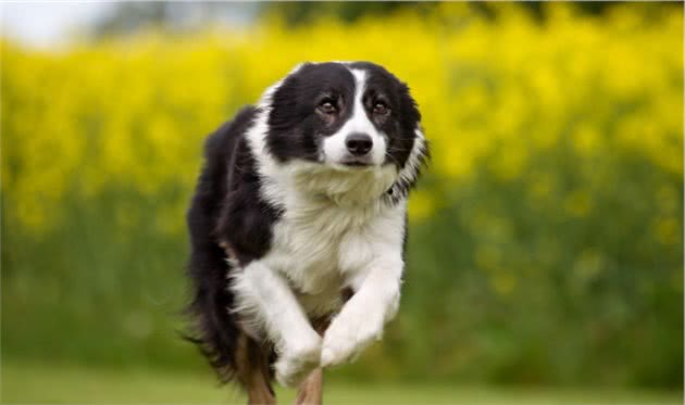 犬猫泌尿道疾病症状，同时大便呈扁平状，可以怀疑前列腺疾病