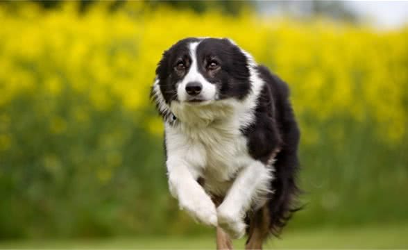 犬猫泌尿道疾病症状，同时大便呈扁平状，可以怀疑前列腺疾病