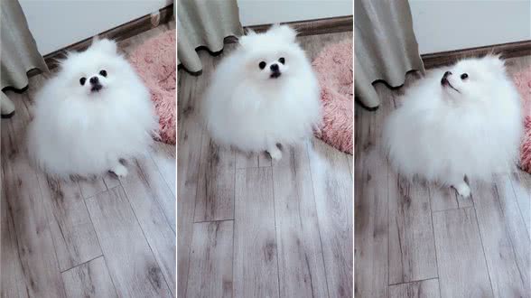 博美不吃狗粮挑食怎么办？我来教你一些方法