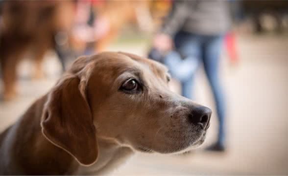 养狗家庭需要知道的宠物犬肝脏疾病小知识