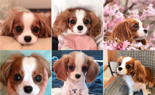 一只颜值爆表的骑士查理王猎犬