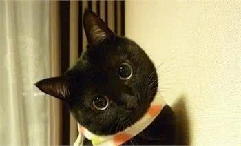 盘点猫界长寿冠军，你家养了吗