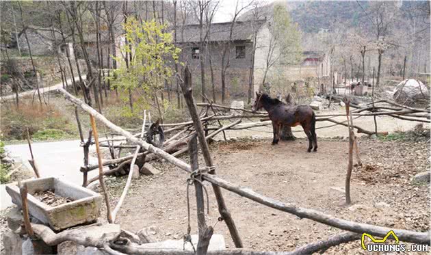 农村大姐家养大狼狗，看家护院管全村，称为功臣犬咋回事