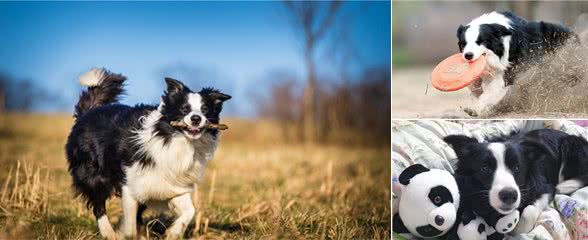 果然养只边境牧羊犬，是一件很轻松的事