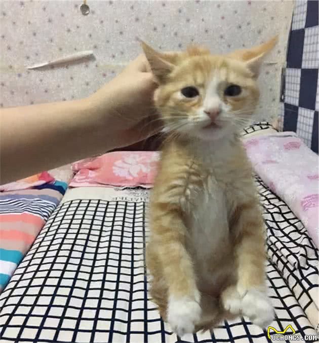 抱猫姿势讲究多，这些姿势不可取，太伤猫了