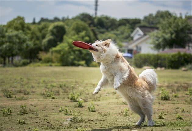 即使边牧犬再完美，看完这“5大缺点”，你也不敢想养了