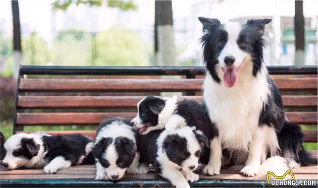 即使边牧犬再完美，看完这“5大缺点”，你也不敢想养了