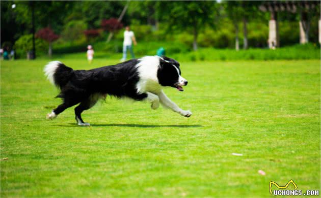 养边境牧羊犬，一定要考虑清楚