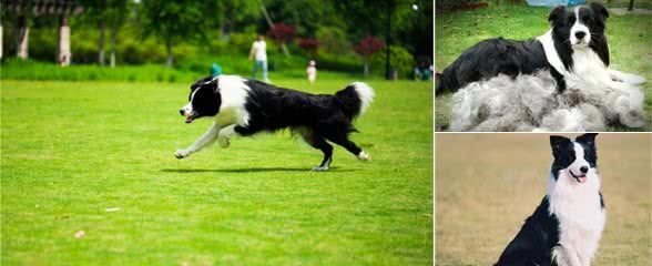 养边境牧羊犬，一定要考虑清楚