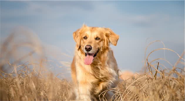 狗狗皮肤病，狗狗湿疹，真菌，螨虫的区别？怎么治疗？