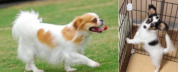 就算和蝴蝶犬感情再好，这5件事也不要对它做，咬你也不留情