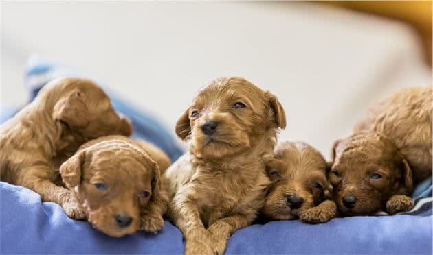 泰迪幼犬期该怎么喂食？