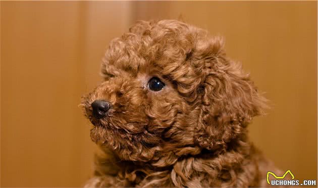 泰迪幼犬期该怎么喂食？