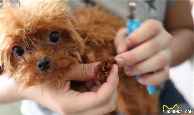 泰迪幼犬期该怎么喂食？