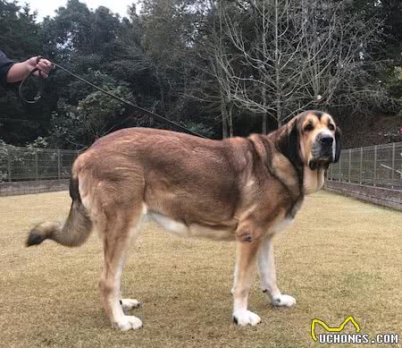 拥有雄狮般体魄的獒犬，体重可达240斤，藏獒在它面前不堪一击