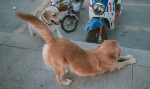 狗狗经常伸懒腰，是想告诉你这5句话