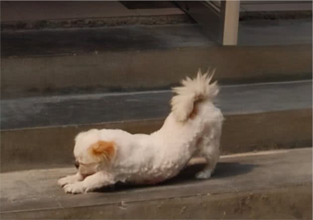 狗狗经常伸懒腰，是想告诉你这5句话